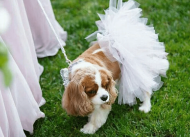 White Bridal Dog Tutu Skirt (Large)