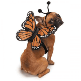 ZZ Butterfly Glow Harnesses Costume (Color: orange, size: small)