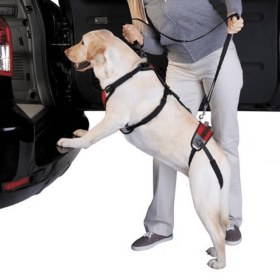 Total Pet Health Lift & Go Lead (Color: Red, size: large)