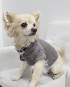 Doggy Hoodie (Color: Coco, size: XS)