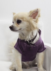 Doggy Hoodie (Color: Plum, size: medium)