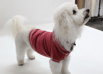 Doggy Hoodie French Terry (Color: Brick, size: large)